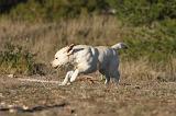LABRADOR 654